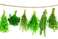 Фотографія Категорії Лікарські трави