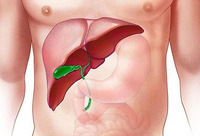 Фотографія Категорії Ліки для печінки і жовчного міхура